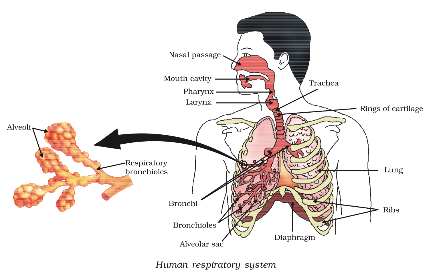Human Respiratory System